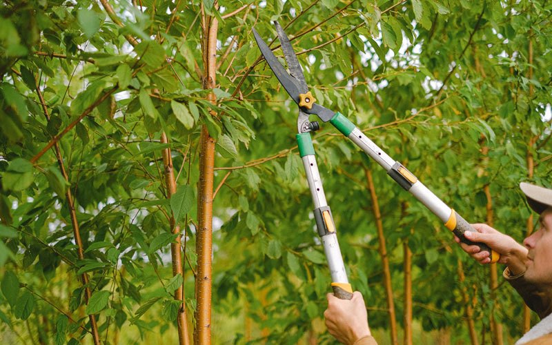 Tree trimming in Hibbing, MN